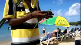 preview picture of video 'Peanut makes a grasshopper on Reduit beach in Rodney bay St Lucia'