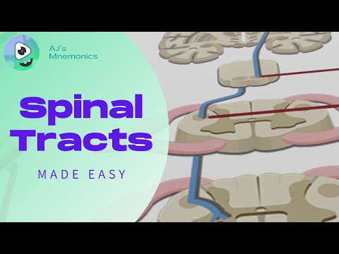 Spinal Tracts - Made EASY!