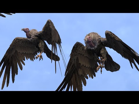 Blood Vultures Animations