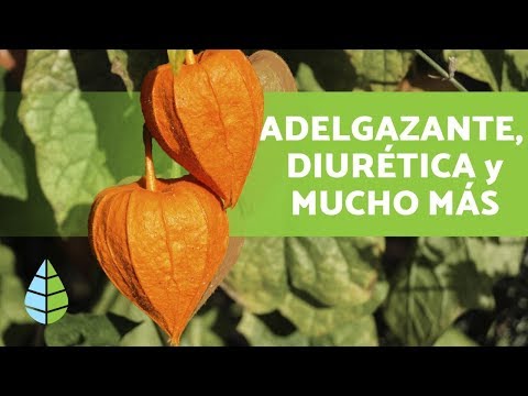 30 nombres de frutas tropicales raras