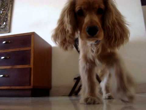 Dog sees himself in camera and gets scared.