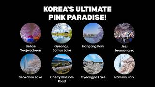 Top 8 Most Beautiful Cherry Blossom Spots in South Korea 🌸 (2026 Travel Guide)