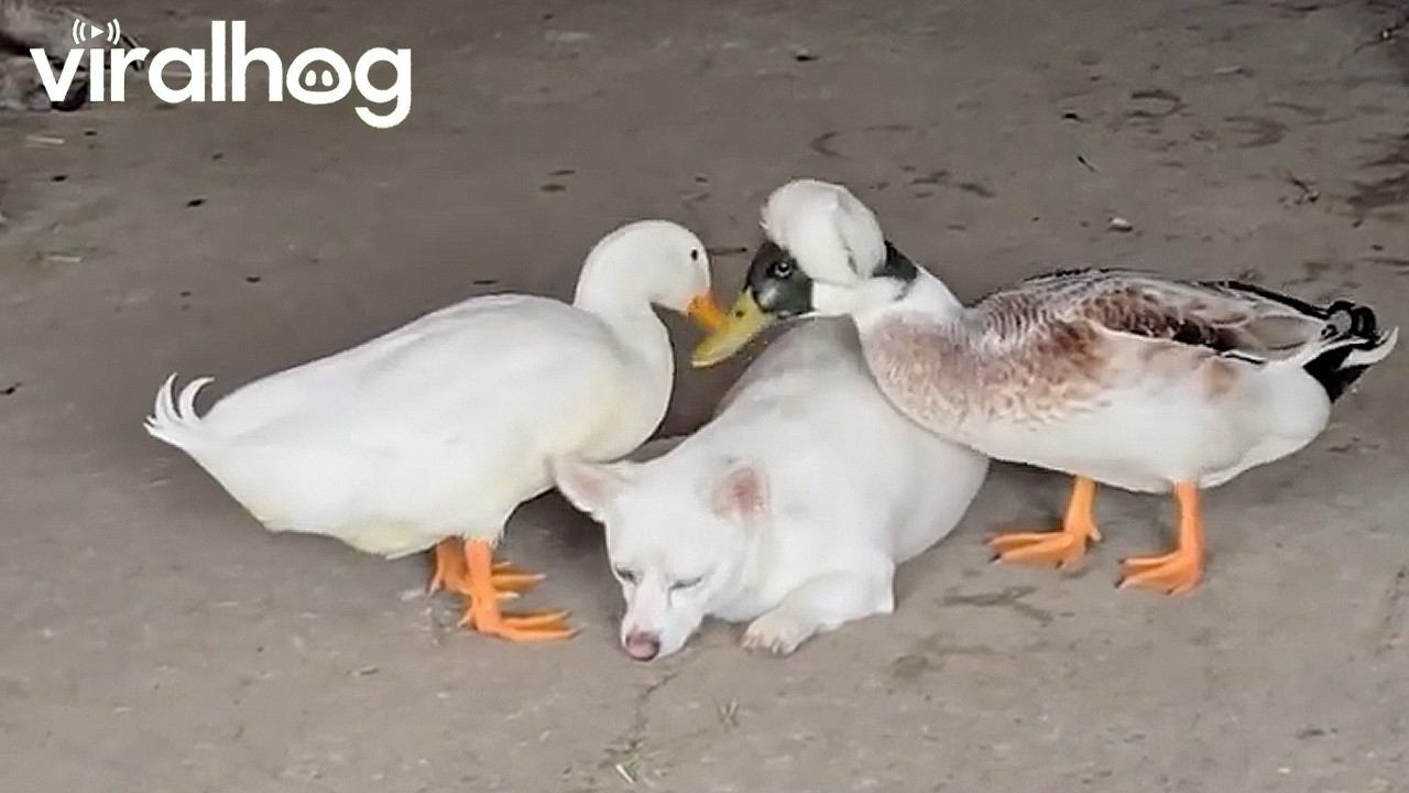 Two Ducks Grooming a Dog || ViralHog
