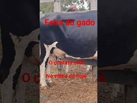 feira do gado em Brejinho PE