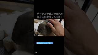 【癒やし】眠そうなウサギに密着💕　#うさぎ #ネザーランドドワーフ #うさぎのいる暮らし