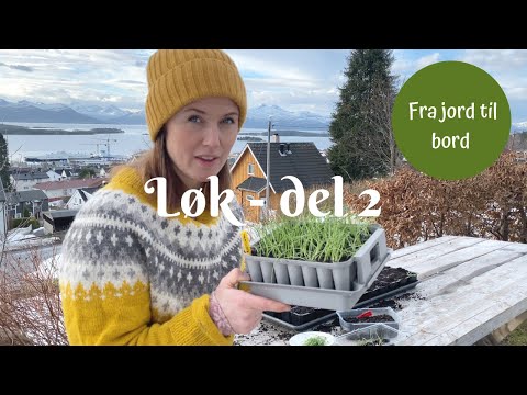 LØK fra jord til bord - del 2