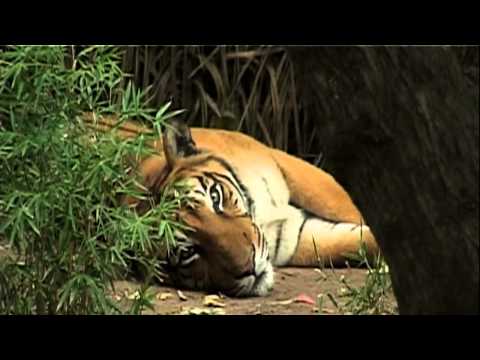 Tráiler "Apuntes para una biografía imaginaria" de Edgardo Cozarinsky