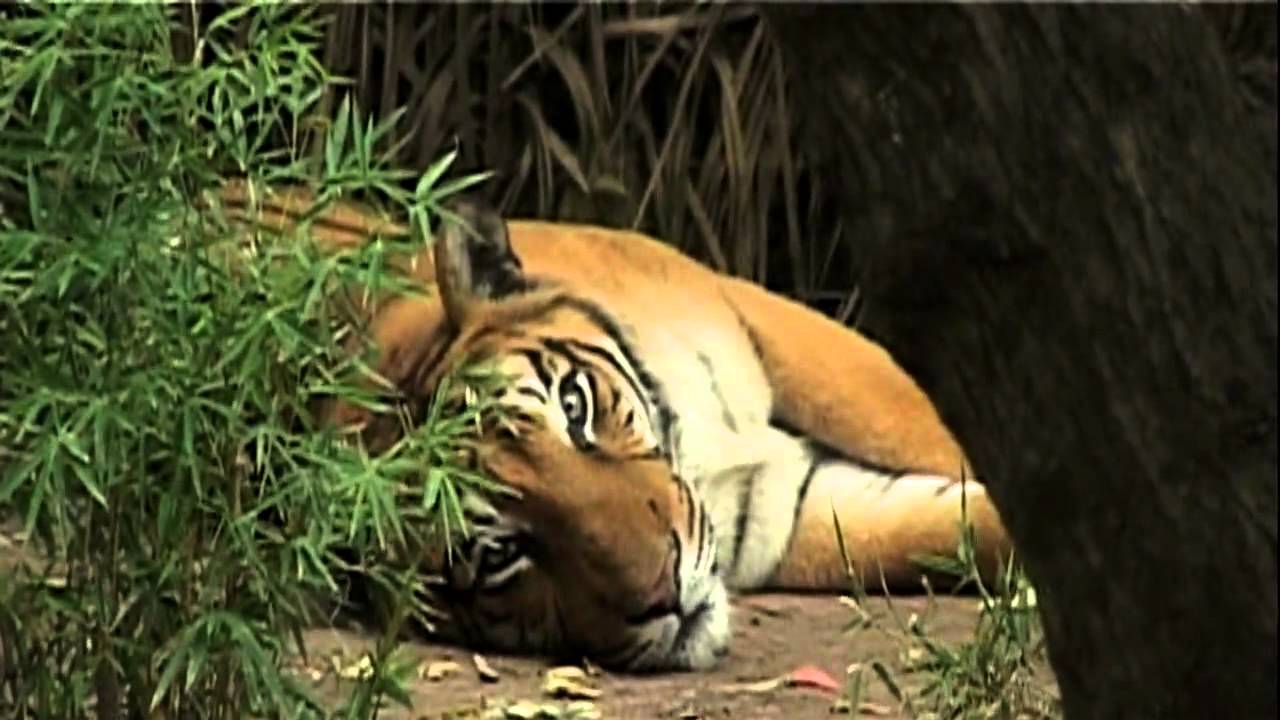 Tráiler "Apuntes para una biografía imaginaria" de Edgardo Cozarinsky