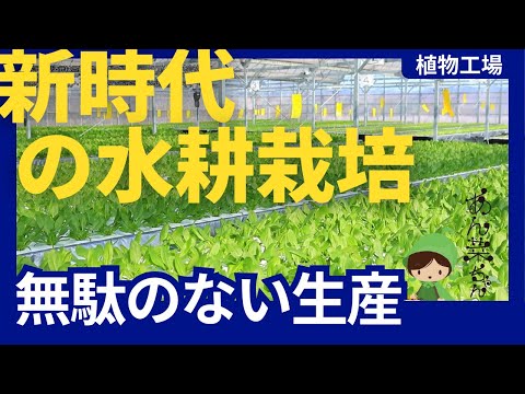 ほうれん草 植物