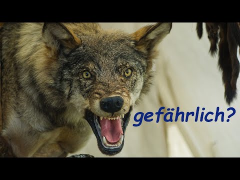 Wie gefährlich sind Wölfe wirklich?
