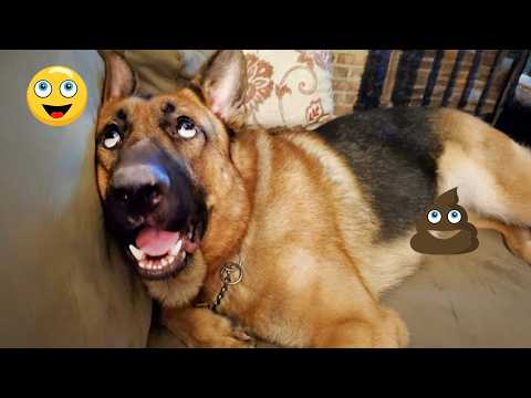 You Will Laugh Nonstop 😂🐶 Funniest Dogs on the Internet 2026!
