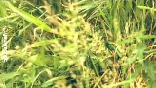 Lyric+Vietsub YANST Roll With The Wind Offical Music Video   Alexander Rybak   YouTube