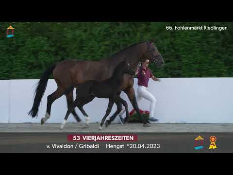KN 53 Vierjahreszeiten HF v. Vivaldon - Gribaldi/T. 66. FOHLENAUKTION RIEDLINGEN 2023