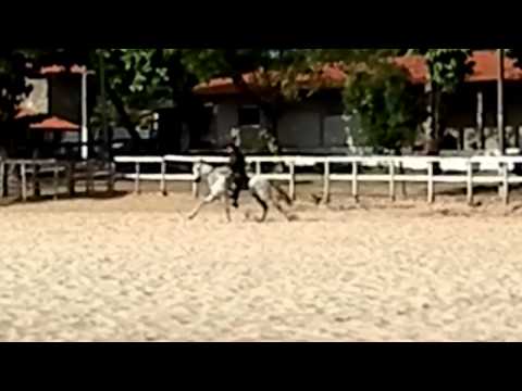 Cavalaria PMCE Parte 2