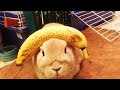 Funny Bunny Videos 2023 Funny Pets