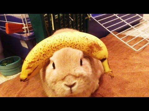 Vidéos drôles de lapins 2023 [animaux drôles]