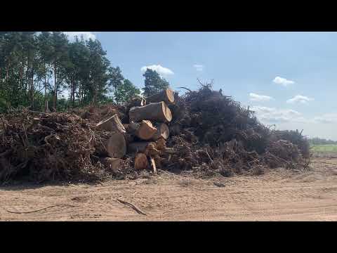 Składowisko drewna z wycinki 