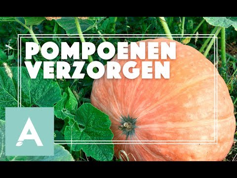 , title : 'Pompoenen verzorgen tijdens de zomer! - Grow, Cook, Eat #53'