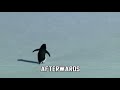 Viral Penguin Video Penguin Video On Instagram Penguin Viralpenguin