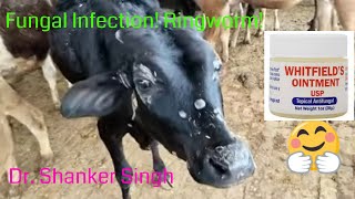 Dermatophytosis in calves ! Ringworm ! Fungal infection !