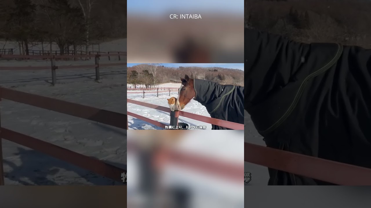 Doto and Meto But on Snow #umamusume