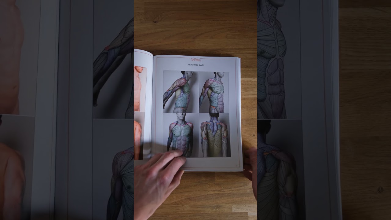 Understanding the Human Figure by Anatomy For Sculptors #digitalsculpt anatomy  #characterdesign