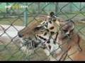 Rearing big cats at Abu Dhabi Wildlife Centre