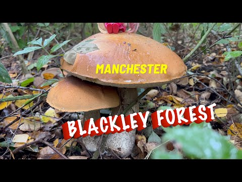 Walking in Manchester / Blackley Forest / Oct 22