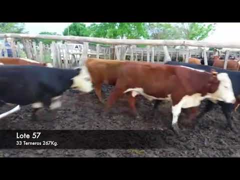 Lote 33 Terneros 19 HE,  14HExAA 267kg -  en Ruta 12 Km 56 a 15Km de Ombues y 11 de Palo Soso