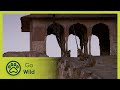 Monkey Thieves S2 2 13 Go Wild