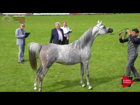 N.31 DA ALIHANDRA - Chantilly 2017 European Breeders'Championship - Junior Fillies (Class 2B)