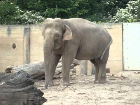 Techno elephant in ZOO Prague