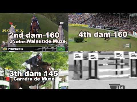 Mirage Optimus ° 2019 Malito de Rêve x Zirocco Blue