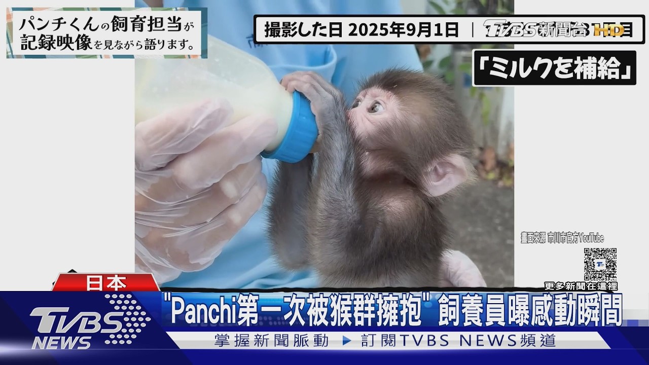 小猴Panchi成長全紀錄首曝光！學走路追飼養員　77萬人搶看