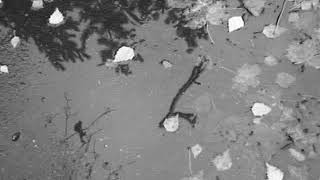 Autumn - Gallery of reality (unofficial music video)