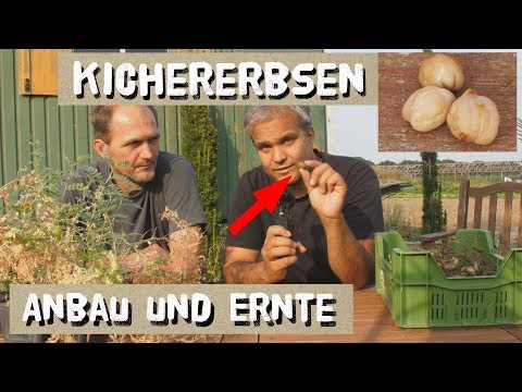 , title : 'Kichererbsen in Deutschland anbauen - Anbautipps und Ernte'