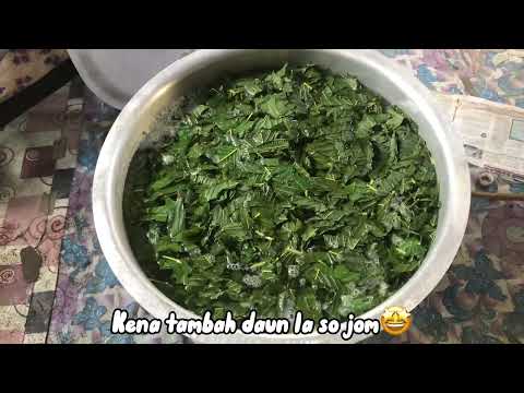 Cara merebus daun ketum mudah secara tradisional untuk kesihatan (tutorial)