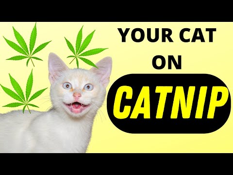 This Is Your Cat High On Catnip!