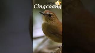 Download lagu suara cingcoang coklat mp3