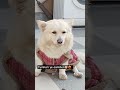 The Eyes When He Really Wants Anything ️‍ Lavanyaswami Doglover Youtubeshorts Corgi