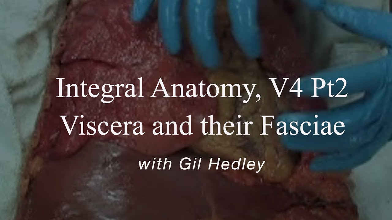 Integral Anatomy V4 pt 2: Viscera and their Fasciae