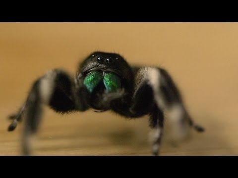 Spider hunts fly - Spider House - BBC
