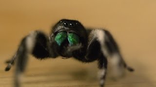 Spider hunts fly - Spider House - BBC Four