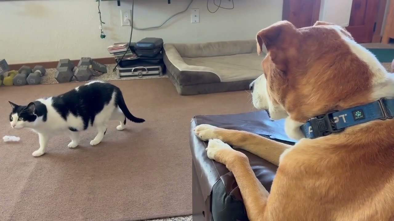 Guapo, a Adoptable mixed breed in Bend, OR video 6/6