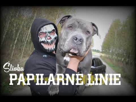 Ślivka - PAPILARNE LINIE