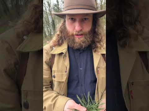 Diese Pflanze hat 5x mehr Vitamin C als Zitronen! - Kiefer und was man mit ihr machen kann!