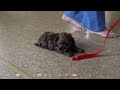Shihpoo dogs for sale: Bear - Video 1