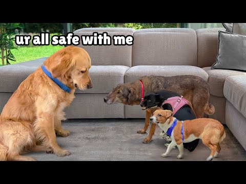 Terrified Rescue Dogs Couldn’t be Saved… Until They Met our Golden Retriever