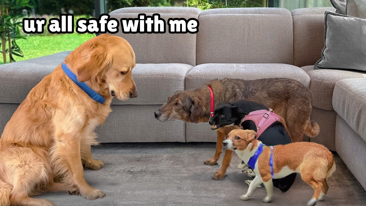 Terrified Rescue Dogs Couldn’t be Saved… Until They Met our Golden Retriever