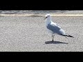 SPOTTED SEAGULL AT WORK PARKING LOT